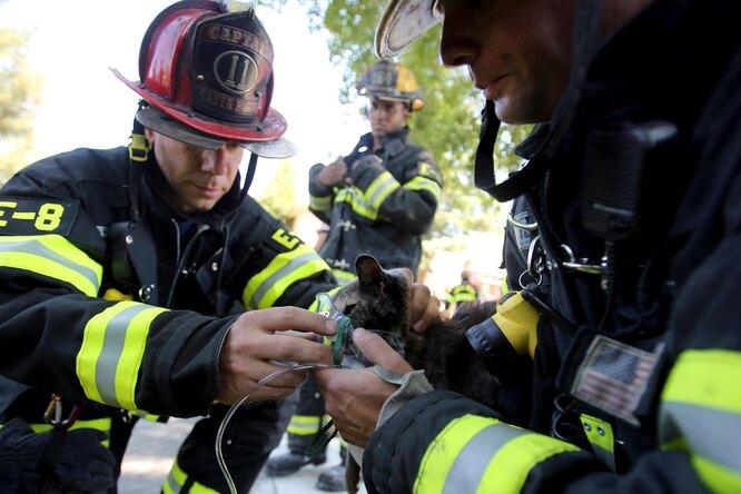 Пожарный спас приютскую кошку из огня и не смог с ней расстаться