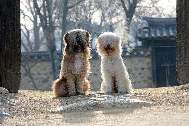 Самые редкие породы собак в мире и почему их так мало