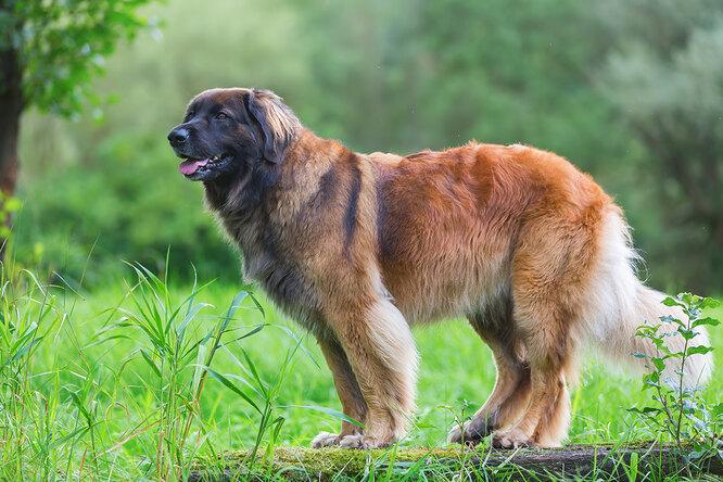 Самые редкие породы собак в мире и почему их так мало