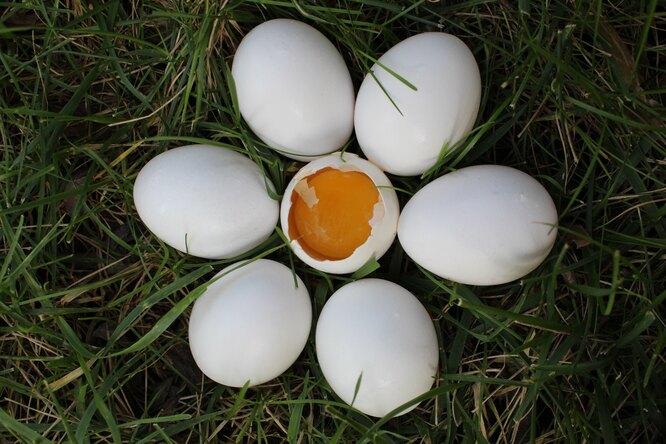 Шесть видов яиц, которые могут нас убить