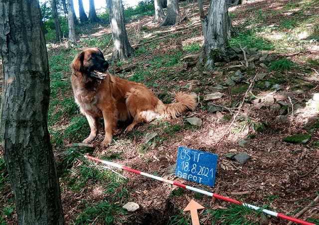 В Чехии собака случайно откопала в лесу клад