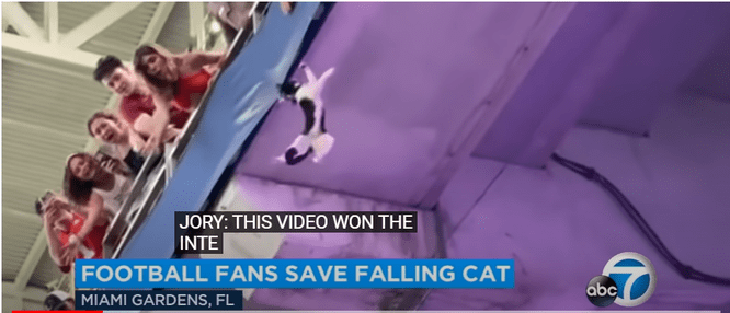 В Майами футбольные фанаты объединились и спасли кота, повисшего над стадионом
