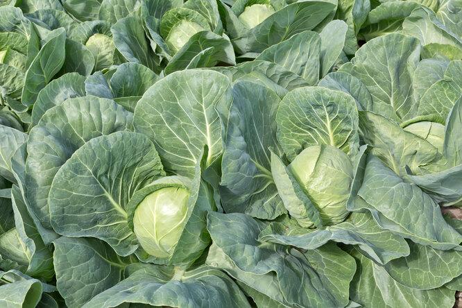 30 лучших сортов белокочанной капусты: для салатов, для квашения и для хранения