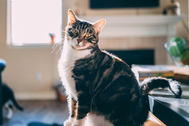 5 классических типов личности кошек: характер и особенности поведения