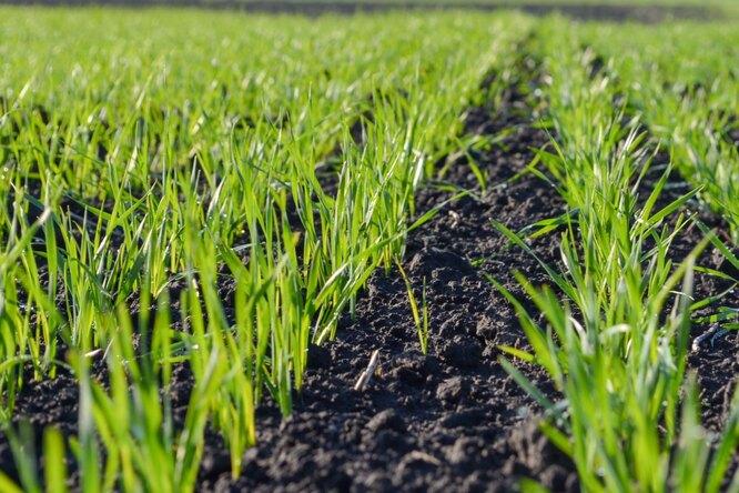 5 лучших озимых сидератов: обеспечьте плодородие почвы с осени