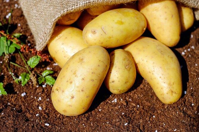 5 ошибок хранения картофеля, которые погубят весь ваш урожай и вложенный труд