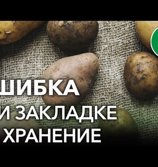 5 ошибок хранения картофеля, которые погубят весь ваш урожай и вложенный труд