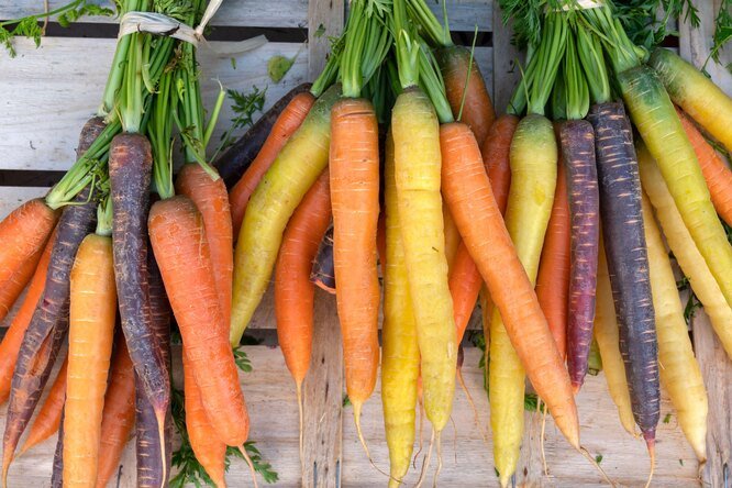 60 популярных сортов моркови: самые крупные, самые урожайные и самые вкусные