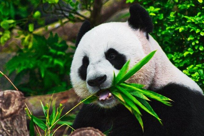 7 малоизвестных фактов о больших пандах