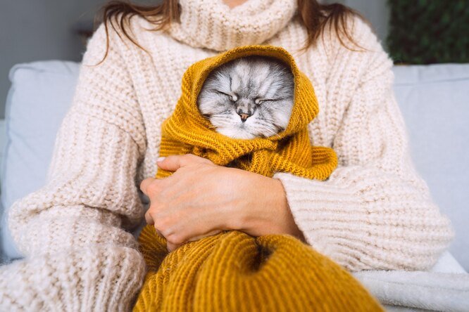 Чувствуют ли кошки холод и нужна ли им одежда на самом деле