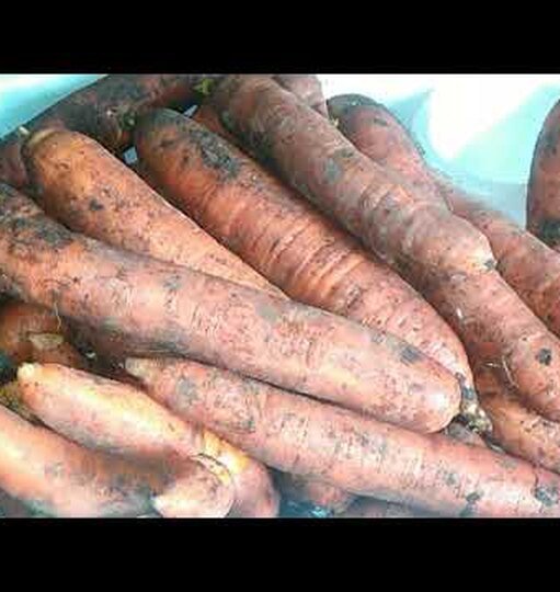 Хранение моркови на грядке до весны: вспоминаем старый и проверенный способ наших бабушек и дедушек