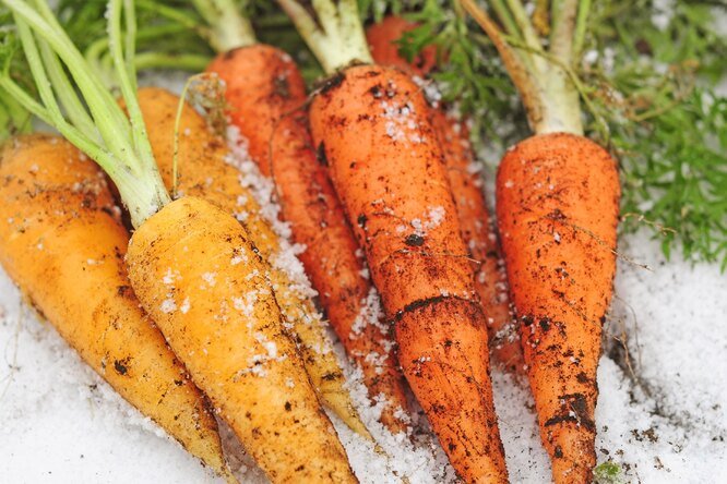 Хранение моркови на грядке до весны: вспоминаем старый и проверенный способ наших бабушек и дедушек