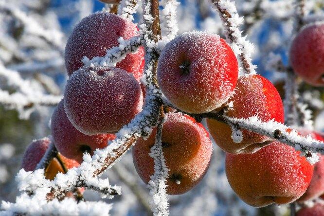Яблоки зимних сортов: когда собирать и как подготовить к хранению