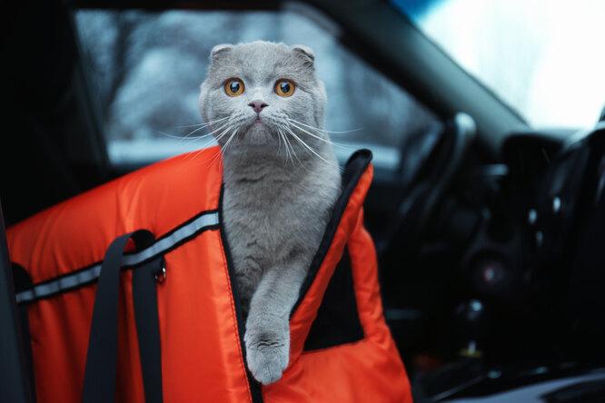 Как правильно разместить переноску для кошек в машине и какую выбрать?