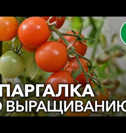 Как собирать по 20 кг помидоров с куста: томатный урожай всем на зависть