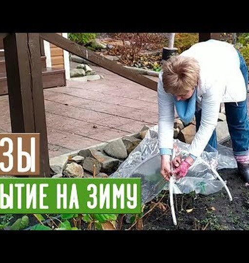Как укрыть розы на зиму в средней полосе и в других регионах России просто и надёжно