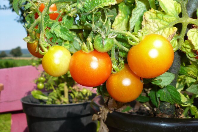 Как вырастить помидоры на подоконнике: советы опытных огородников