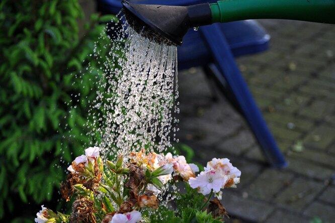 Можно ли поливать растения водой из-под крана?