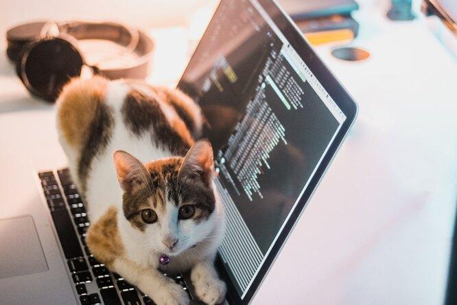 Почему кошки любят лежать на клавиатуре ноутбука?