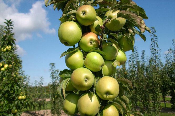 Подборка лучших советов по выращиванию колонновидных яблонь