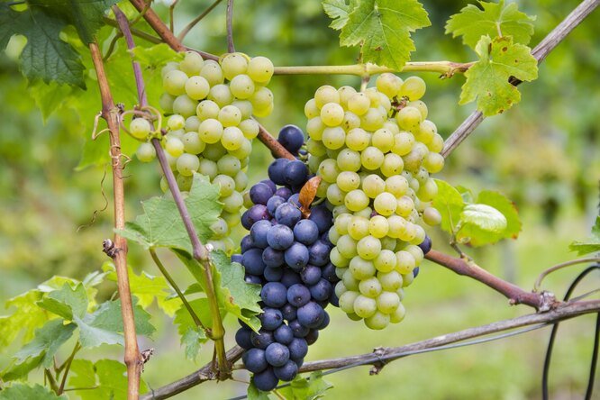 Посадка винограда осенью и уход за молодыми саженцами