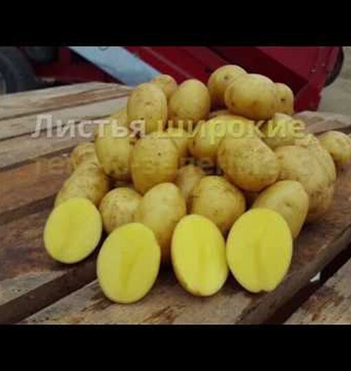Сорт картофеля Гала: секреты выращивания раннеспелой кормилицы