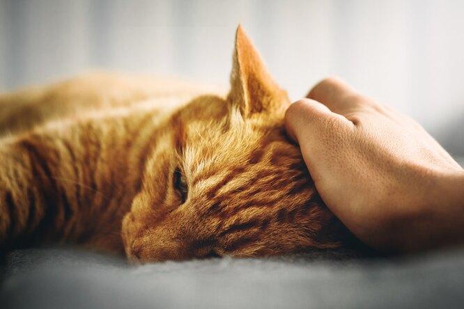 «Тихие» убийцы: 4 опасных заболевания у кошек, которые могут развиваться незаметно для хозяина