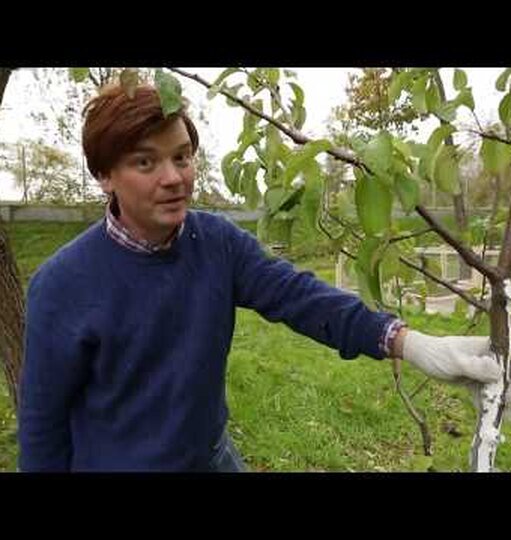 Защищаем сад: правила мульчирования яблонь осенью