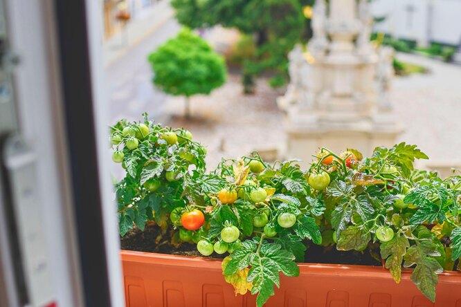12 сортов томатов для выращивания на подоконнике: самые вкусные и ароматные