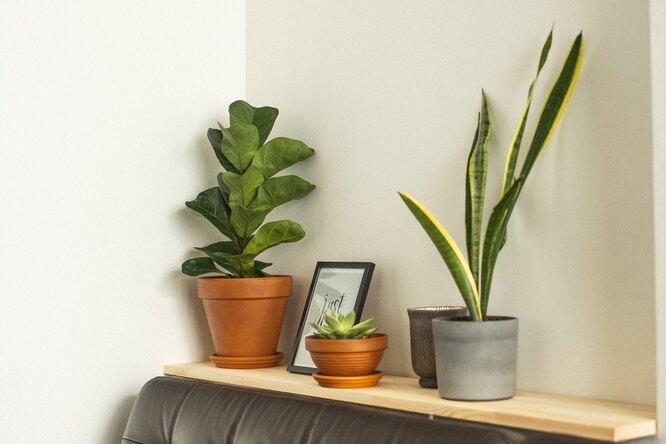 5 комнатных растений, которые дадут много кислорода и подарят уют дому