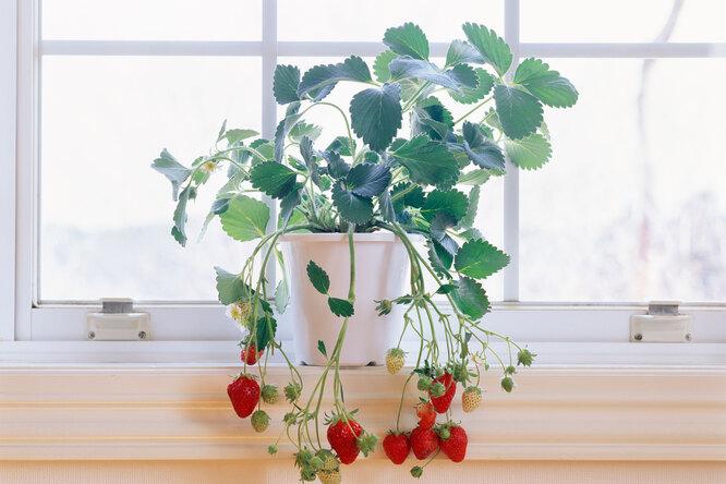 Сладкая ягода круглый год: как вырастить клубнику в квартире
