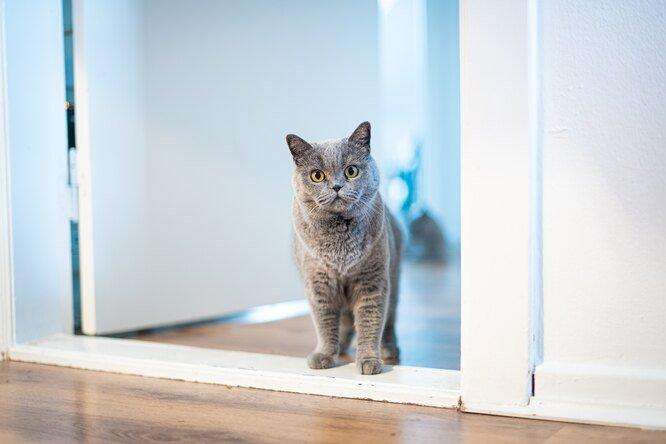 Почему кошка кричит на закрытую дверь: 4 причины