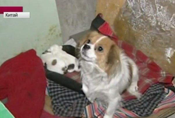 Хатико и еще 5 домашних животных, которые хранили верность хозяину после его смерти