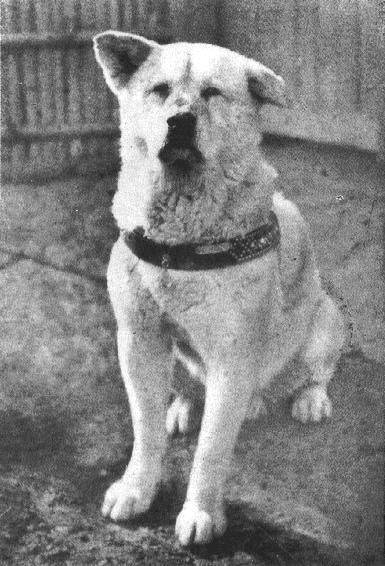 Хатико и еще 5 домашних животных, которые хранили верность хозяину после его смерти