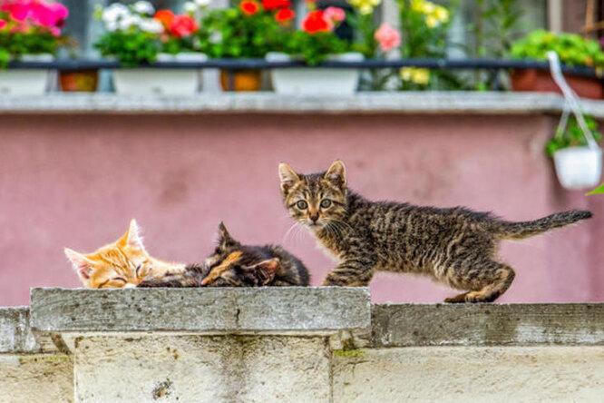 Самое безопасное место: кошка завела котят там, где их не смогли найти
