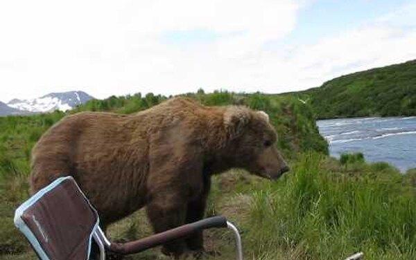 «Может, пивка?»: огромный гризли заглянул к фотографу на огонёк