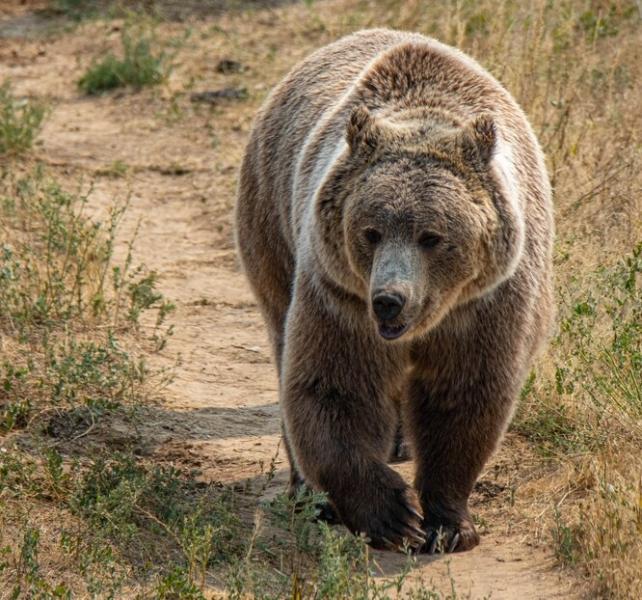 Женщина голыми руками отбила собак от медведя, просто посмотрите на это!
