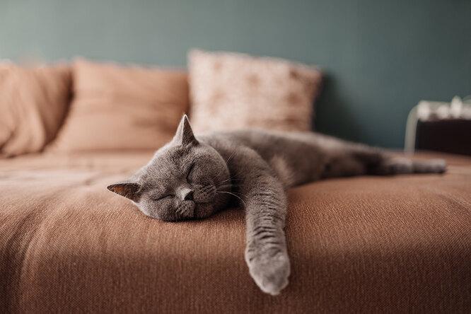 Почему кошка много спит: это болезнь или норма