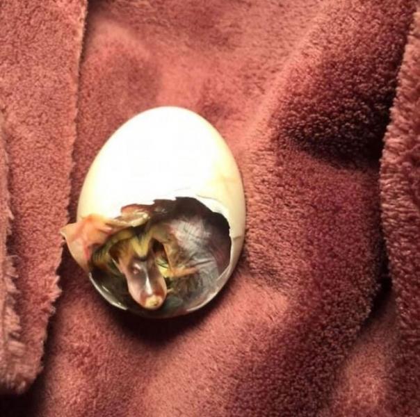 Женщина нашла треснутое яйцо и «выносила» его в бюстгальтере