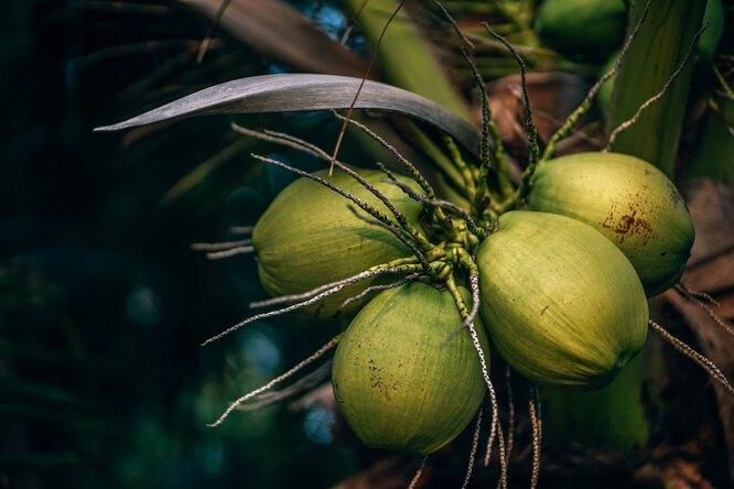 9 преимуществ кокосовой воды
