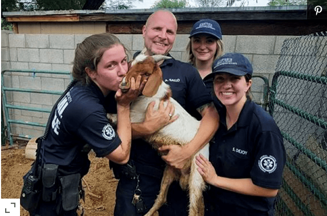 «Доносились крики из-под земли»: пожарные два дня спасали козу из водостока