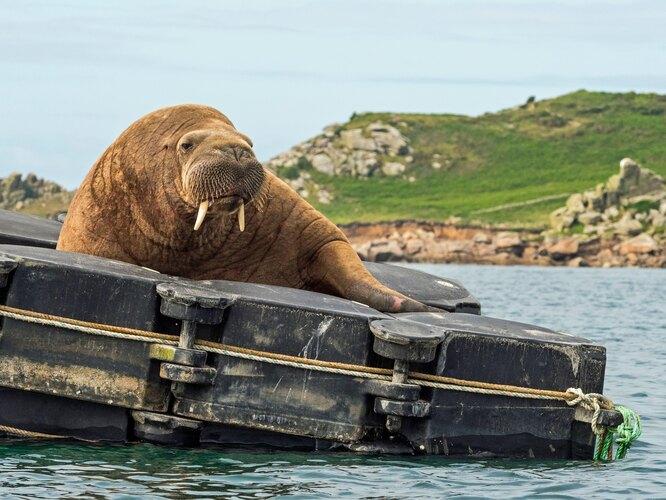 Ирландскому моржу подарят плавучий диван, чтобы он перестал топить лодки