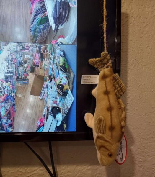 Когда не продали рыбов: маленькая чайка ограбила сувенирный магазин