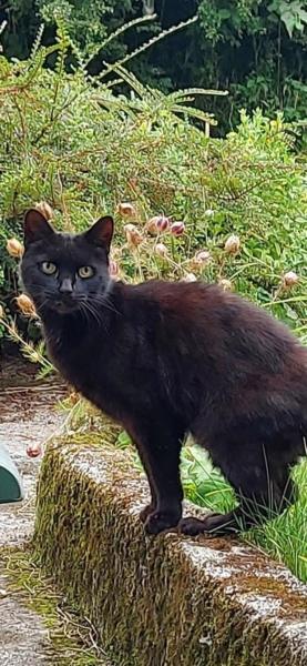Мяуканье спасло жизнь: кот привёл спасателей к пропавшей пенсионерке