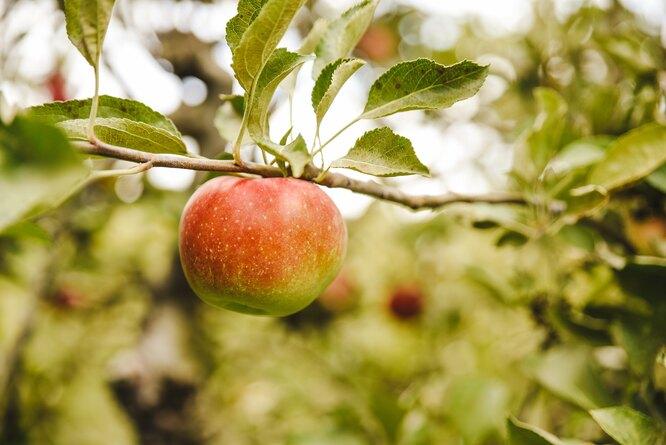 Преимущества яблочного уксуса по мнению диетологов