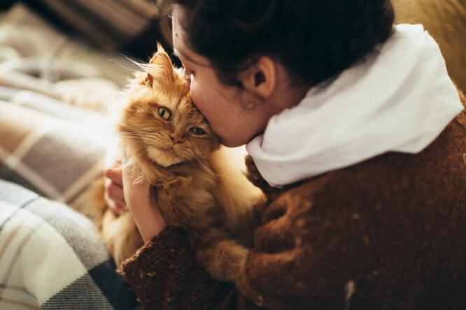 Кошачьи нежности: кошки каких пород больше всех привязываются к хозяину