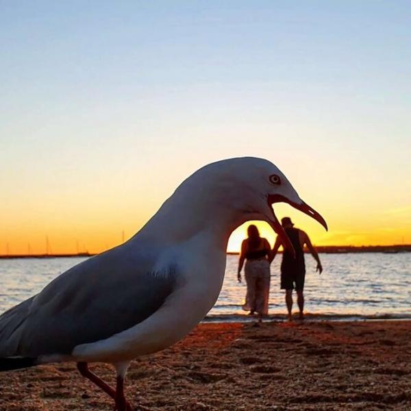 Влюблённые хотели снять романтическое видео на закате, но тут вмешалась чайка