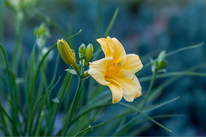 6 критичных ошибок в выращивании лилейника, которые превращают красивый цветок в сорный куст