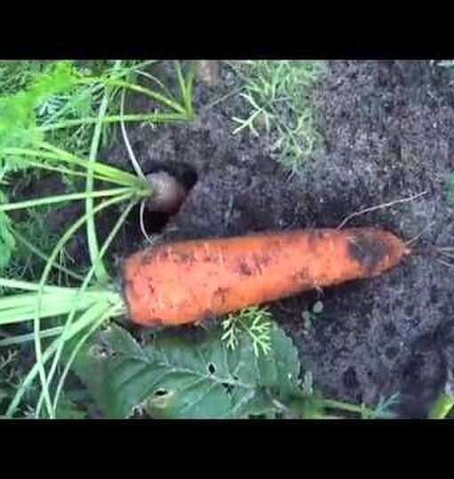 60 популярных сортов моркови: самые крупные, самые урожайные и самые вкусные