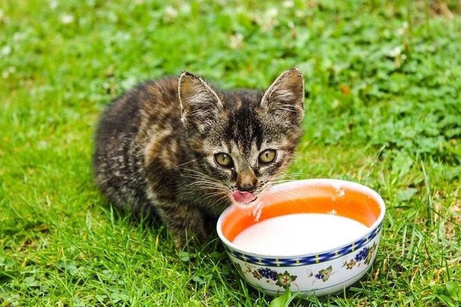 Можно ли кошкам молоко: рассказывает ветеринар